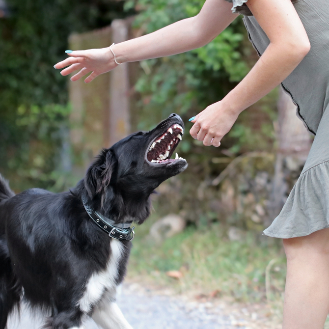 Dog Bites