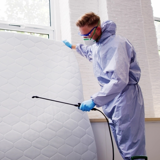 Los Angeles Bed Bug Attorney: Get the Justice You Deserve